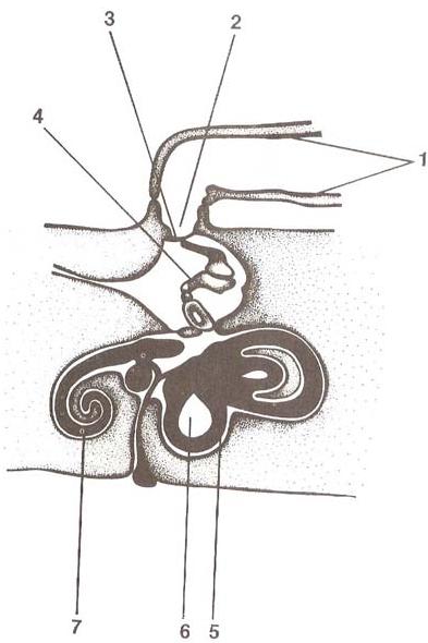 Slucový orgán - Ucho